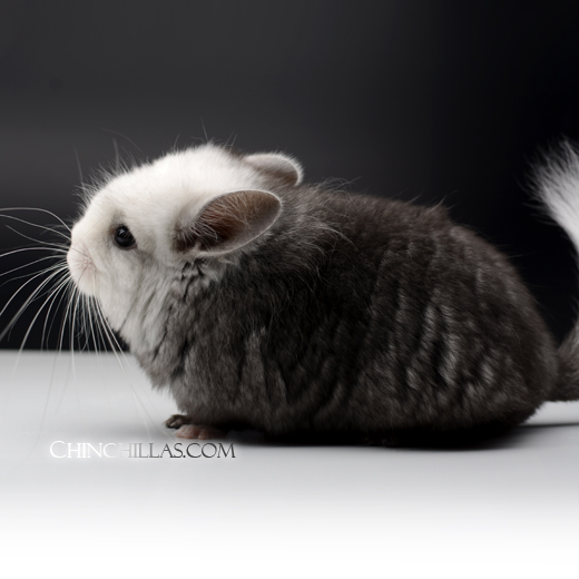 Chinchilla Gene Mutations Chinchilla Elegant Deluxe ミンク 毛皮 601255